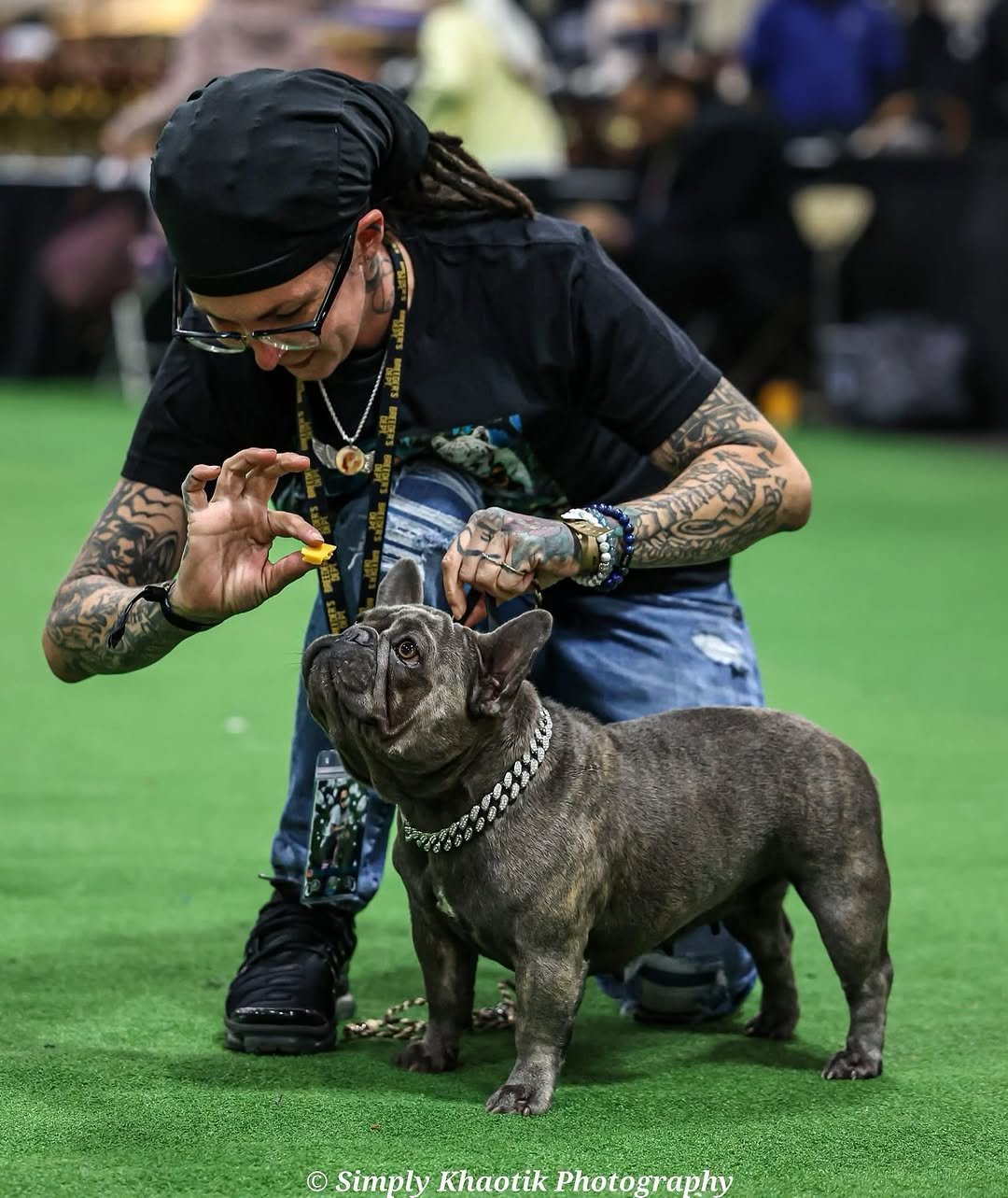 Healthy French Bulldog puppy checklist