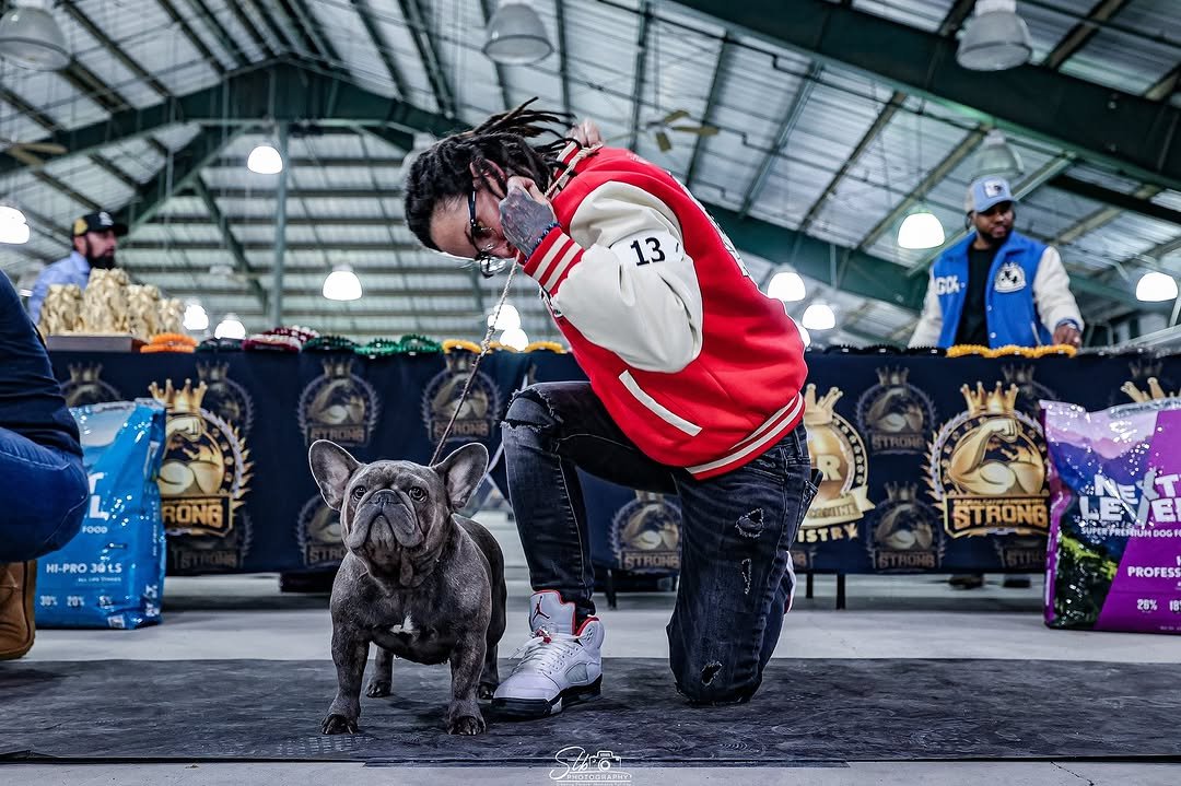 French Bulldog Puppy Looking at Camera