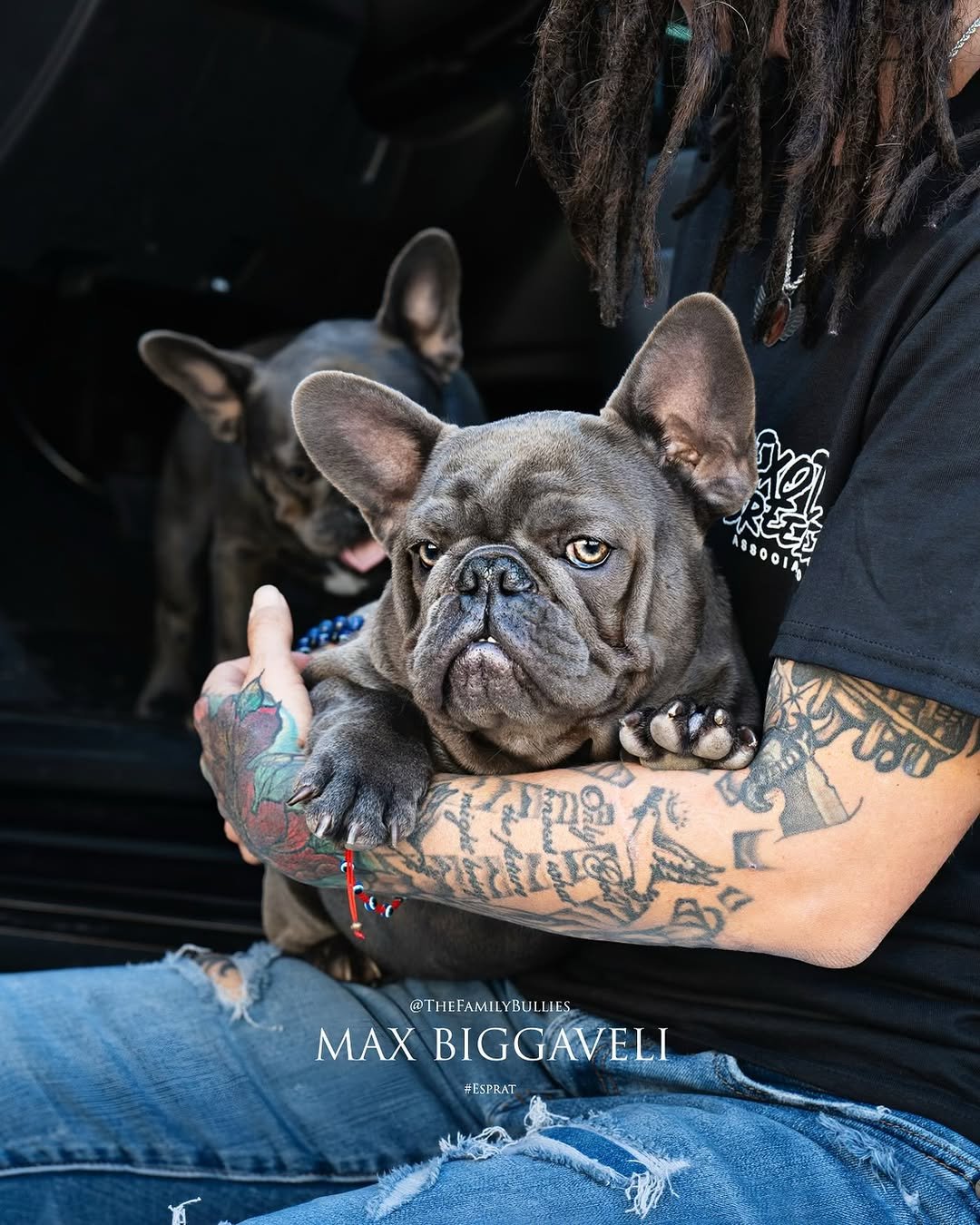 French Bulldog Slide 2