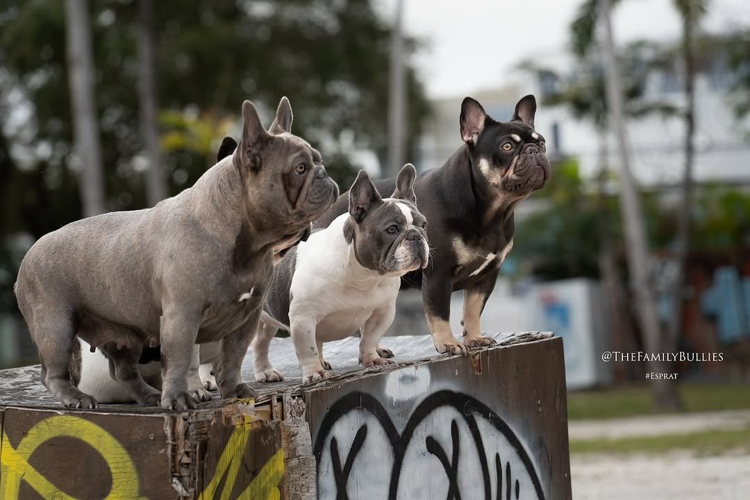 Premium French Bulldog