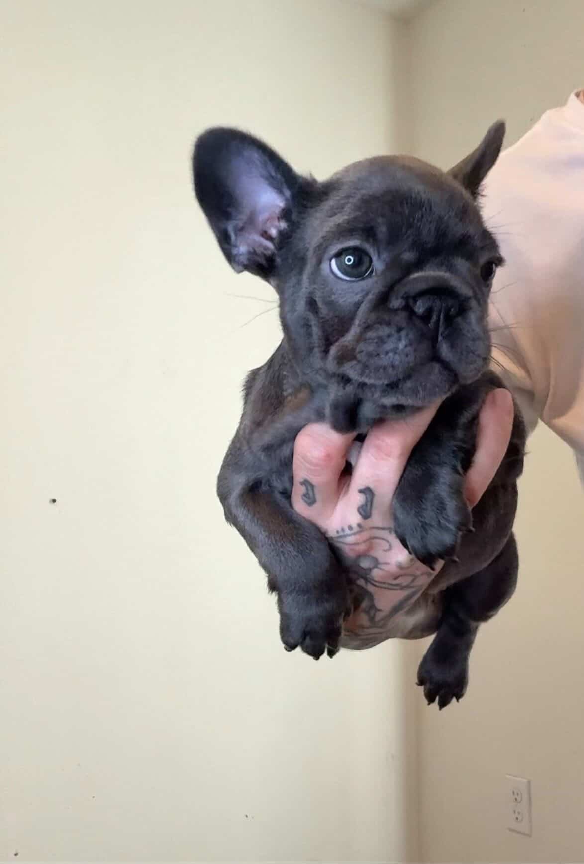 Available French Bulldog Pup