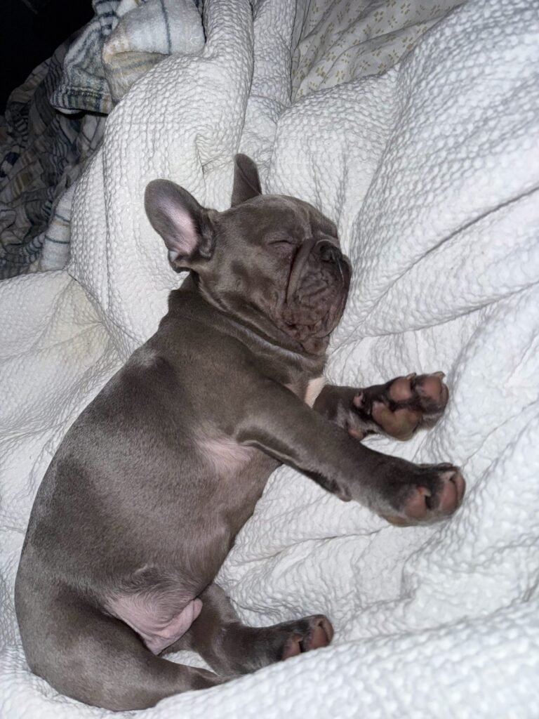 A Family Bullies puppy at home with its family