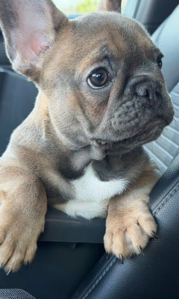 A Family Bullies puppy at home with its family