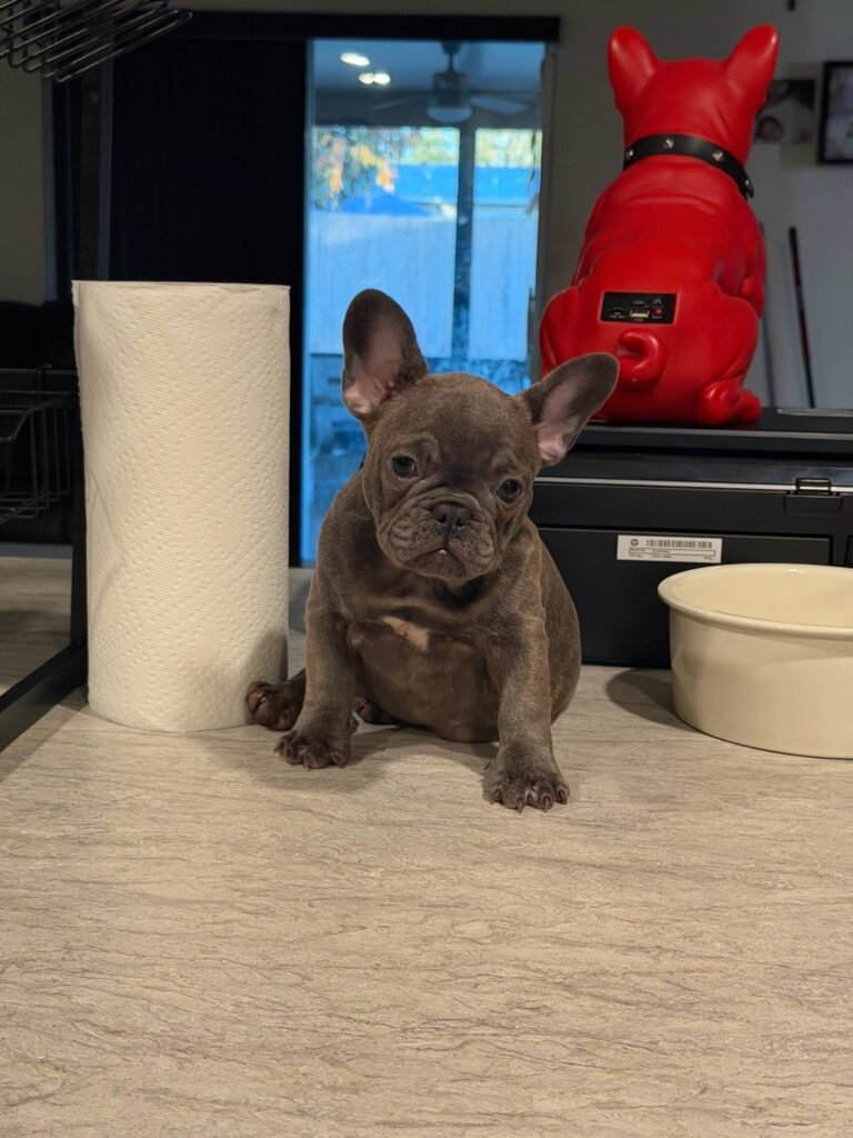 A Family Bullies puppy at home with its family