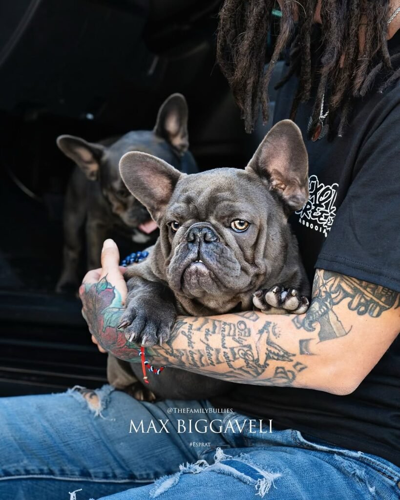 A French Bulldog portrait