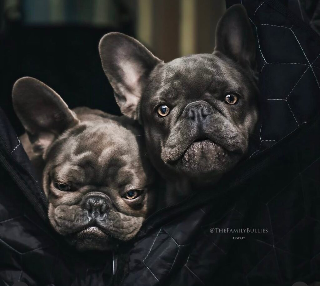 A French Bulldog portrait